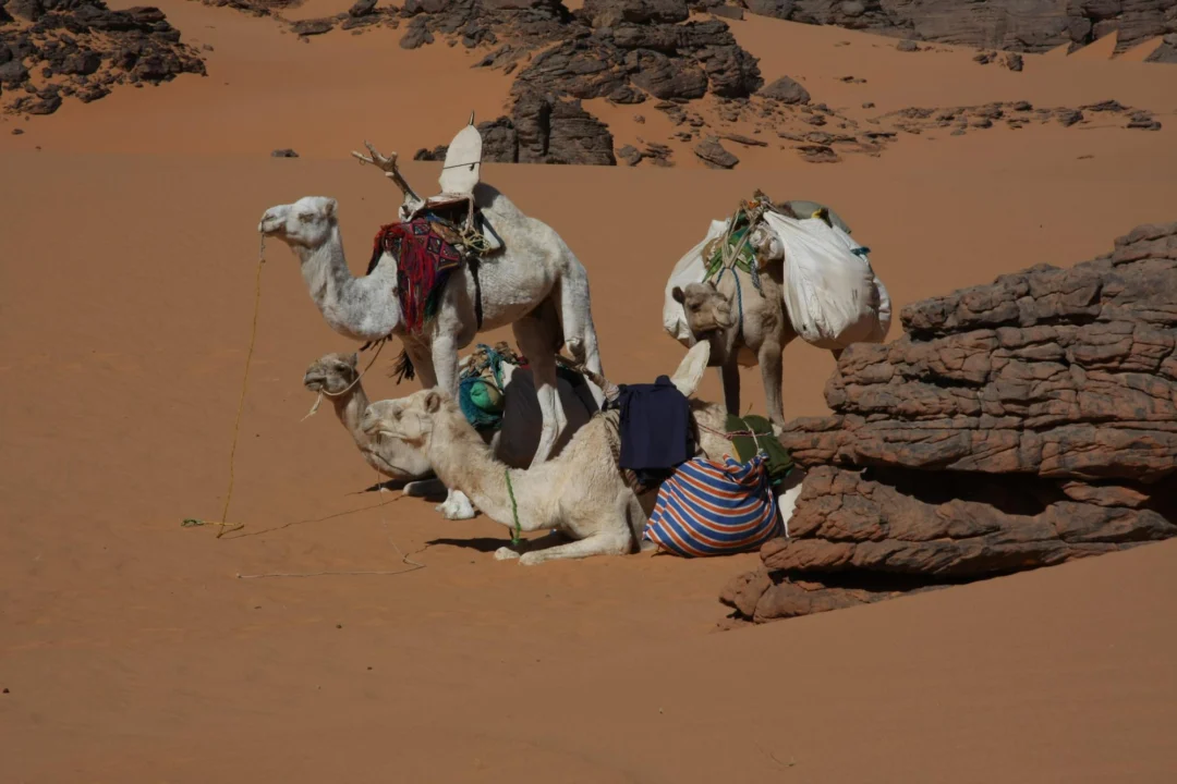 Atrakcje turystyczne — Park Narodowy Wadi El Gemal Marsa Alam Egipt