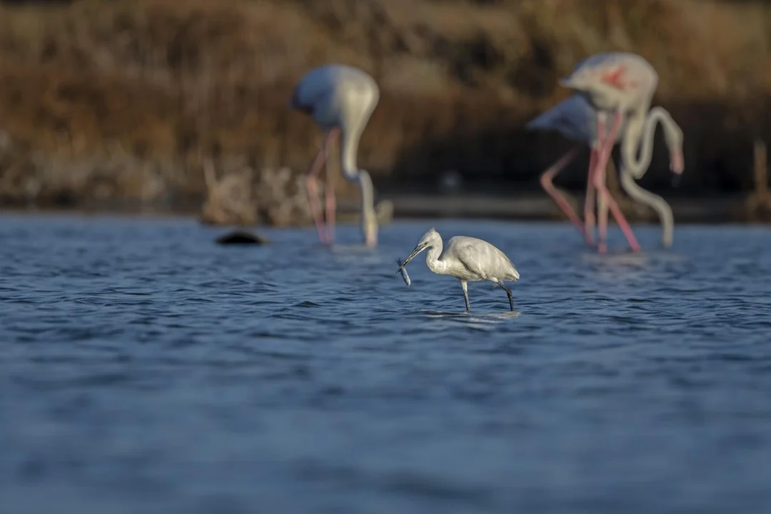 Góry i natura — Park Naturalny Doñana Costa de la Luz Hiszpania