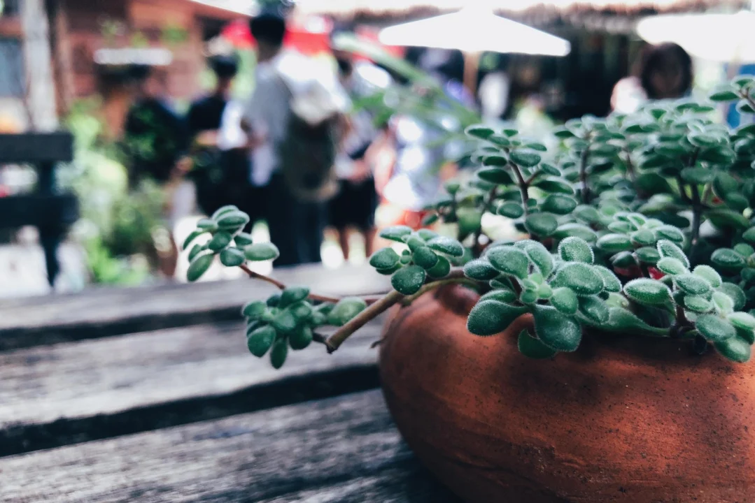 Atrakcje turystyczne — Planty Kraków Polska