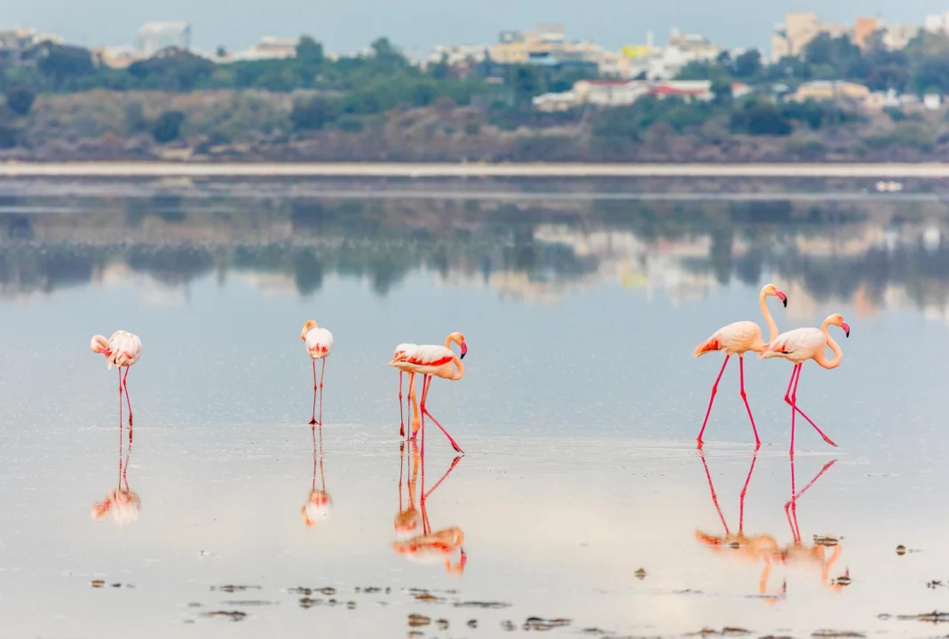 Góry i natura — Plaża Finikoudes Larnaka Cypr