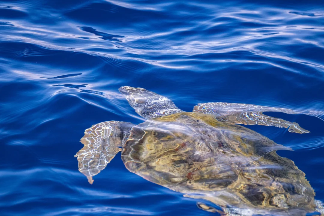 Góry i natura — Plaża Gerakas Zakynthos Grecja