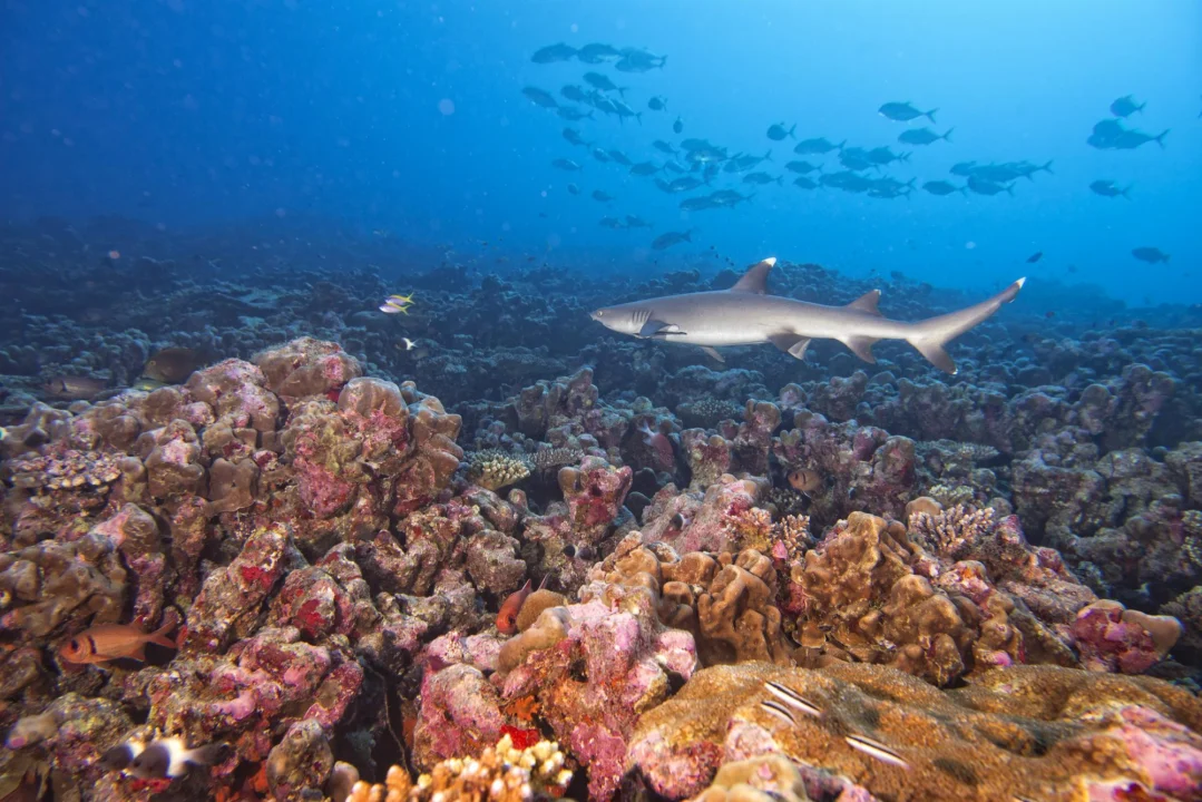 Plaża i wybrzeże — wakacje w Rafa Korali w Sharks Bay Sharm El Sheikh Egipt
