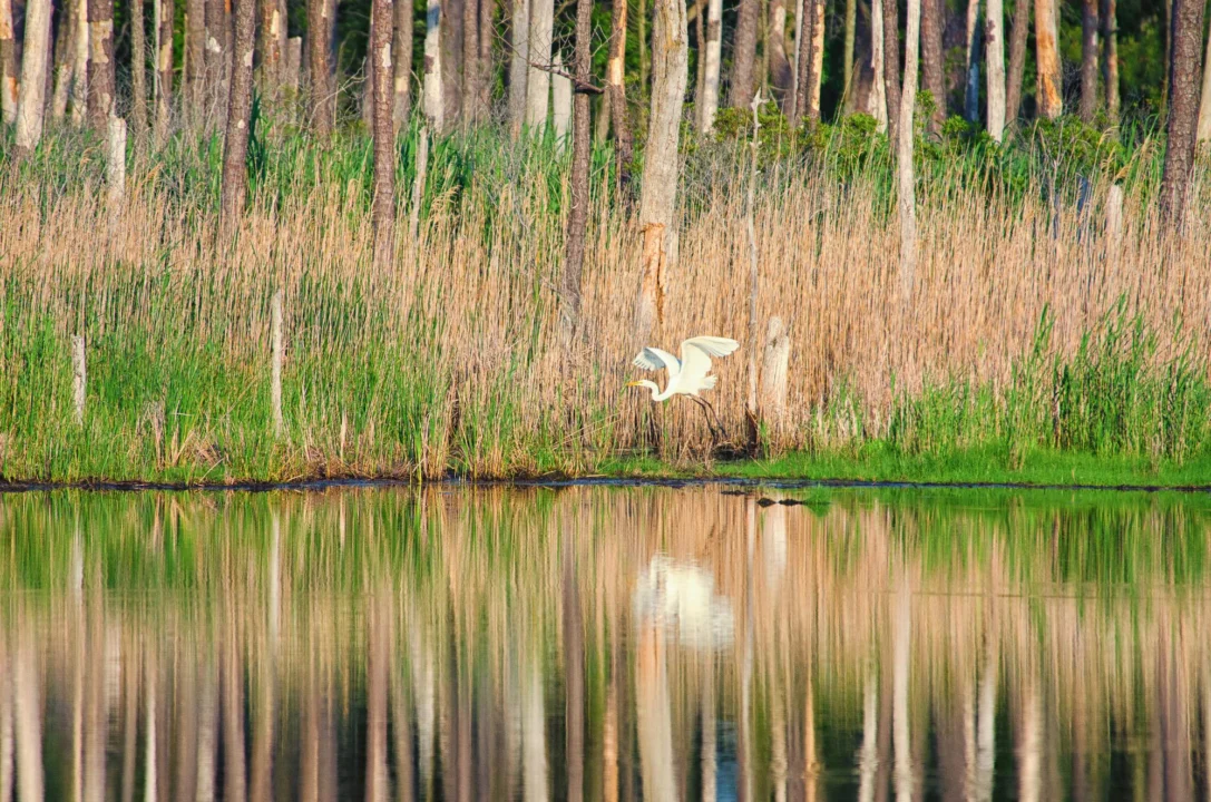 Plaża i wybrzeże — wakacje w Rezerwat przyrody "Biała Woda" Beskid Niski Polska