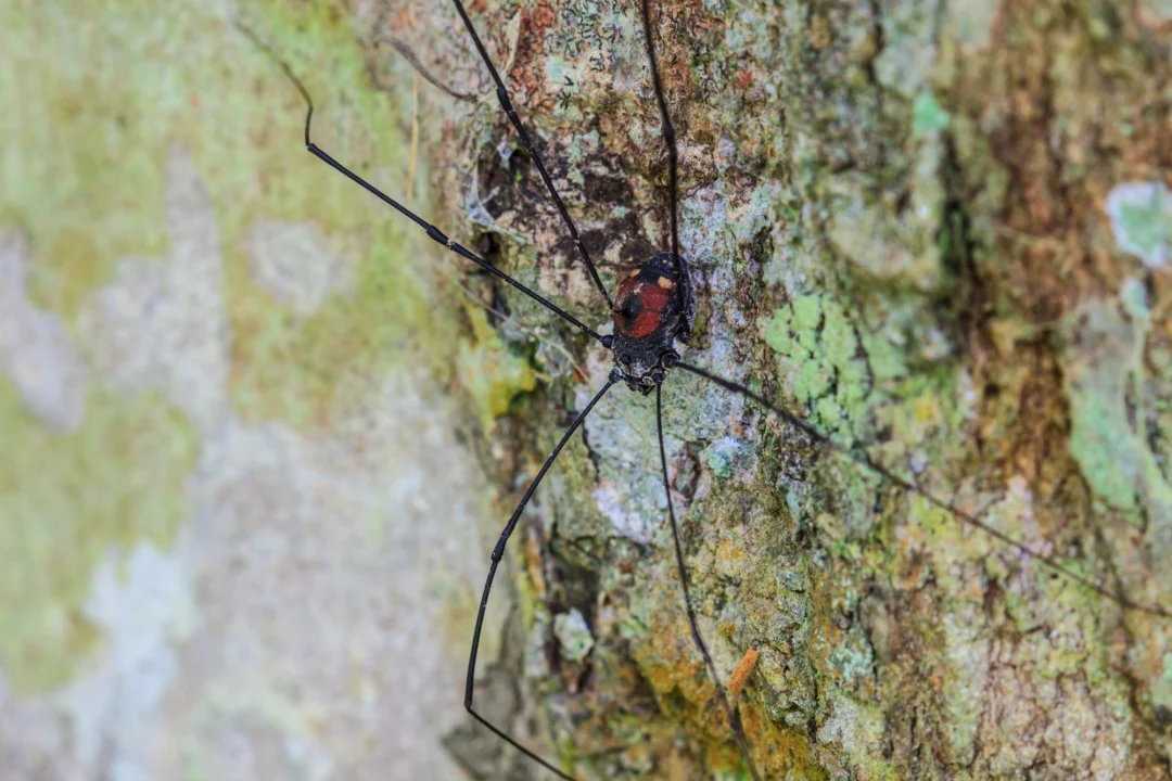 Góry i natura — Rezerwat Przyrody Čertova Stěna Szumawy Czechy