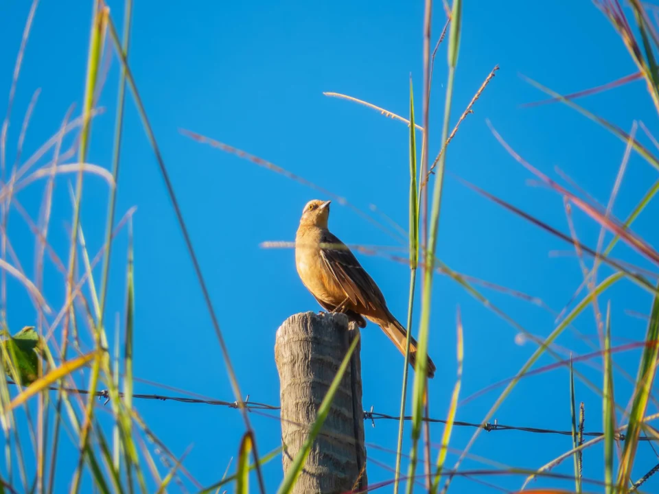 Góry i natura — Rezerwat Przyrody Delta Ebro Costa Azahar Hiszpania