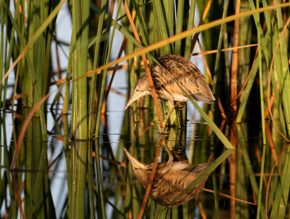 Kurort i widoki — Rezerwat Przyrody Delta Ebro Costa Azahar Hiszpania