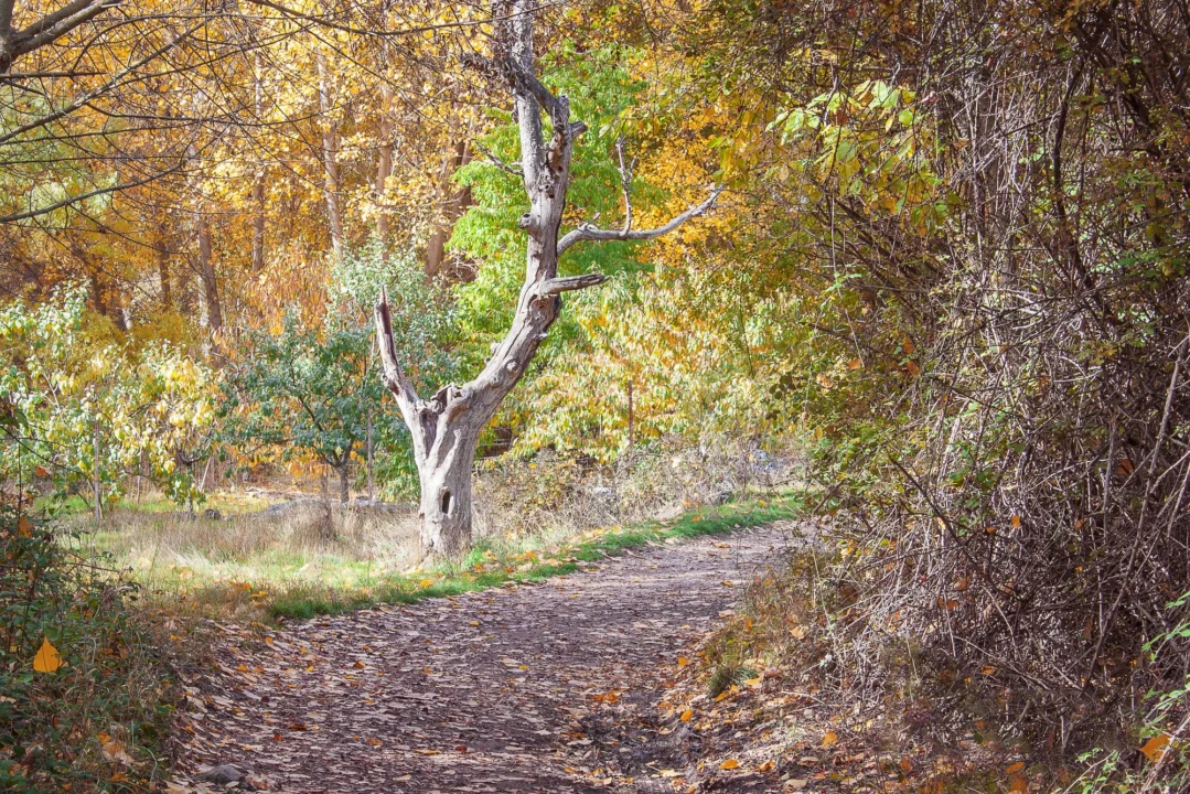 Góry i natura — Rezerwat Przyrody "Kopania Węgla" Góry Izerskie Czechy