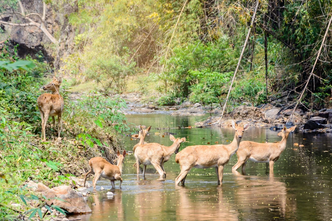 Góry i natura — Rezerwat Przyrody Królewskie Źródła Kotlina Sandomierska Polska