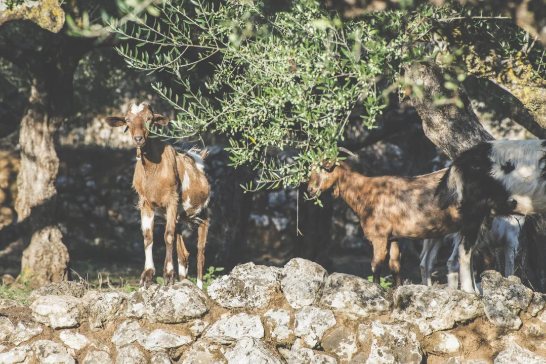 Atrakcje turystyczne — Rezerwat Przyrody Mount Athos Chalkidiki Grecja