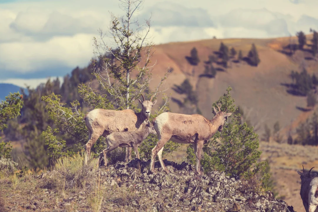 Góry i natura — Rezerwat Przyrody Orlickie Mountains Góry Orlickie Czechy