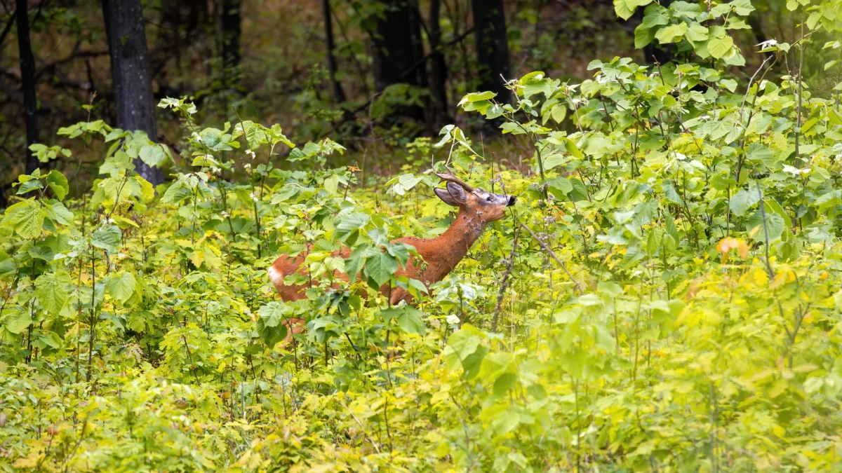 Góry i natura — Rezerwat Przyrody Šumava Czechy Południowe Czechy