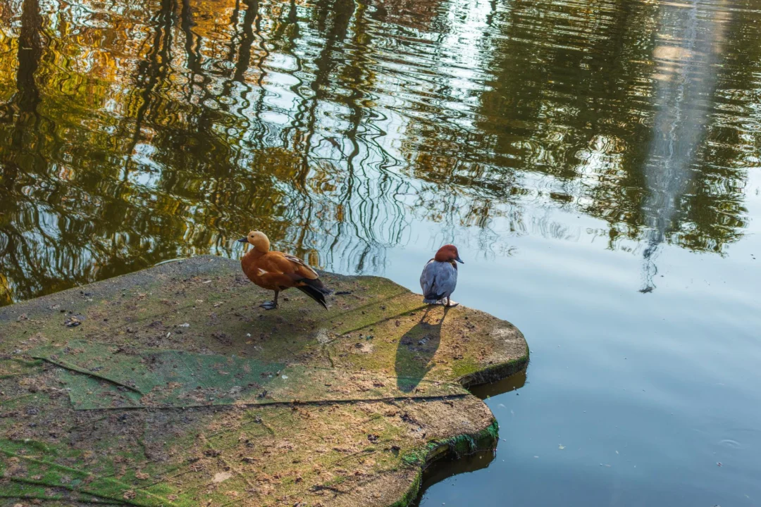Góry i natura — Rezerwat Przyrody Vransko Jezero Wyspa Murter Chorwacja