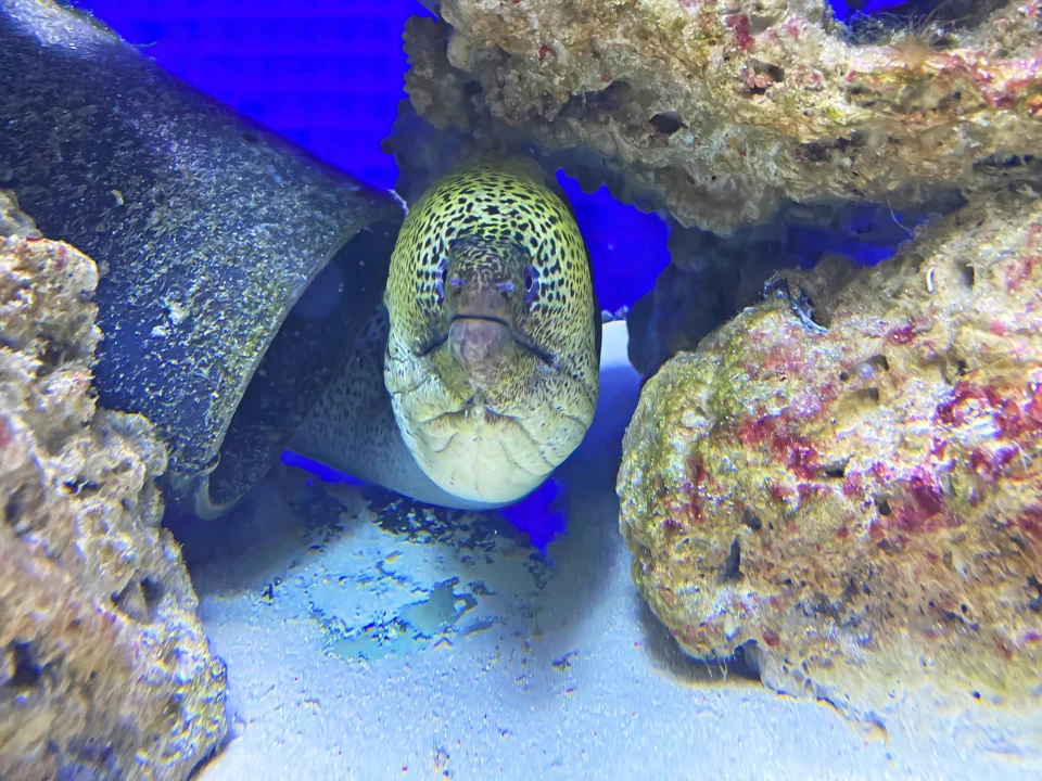 Góry i natura — Rodos Aquarium Rodos Grecja