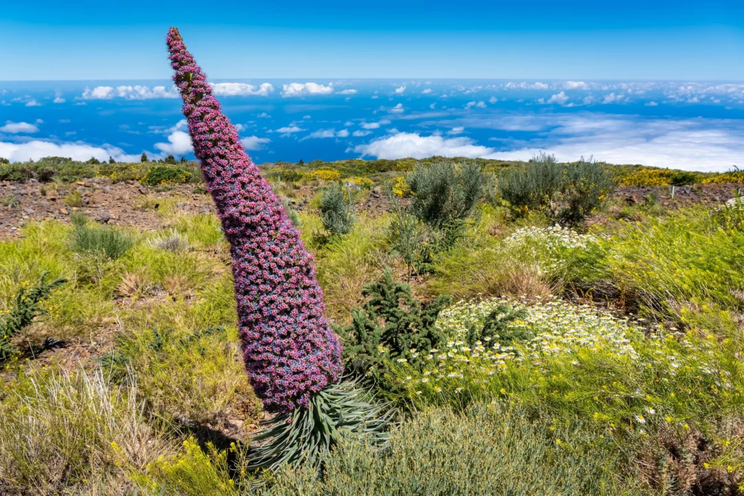 Miasto i architektura — Roque Nublo Gran Canaria Hiszpania