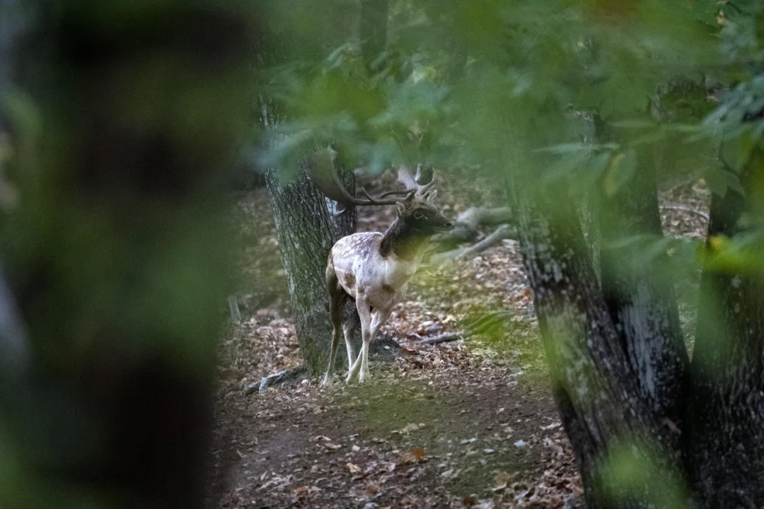 Góry i natura — Ścieżka edukacyjna w Puszczy Noteckiej Pojezierze Wielkopolskie Włochy