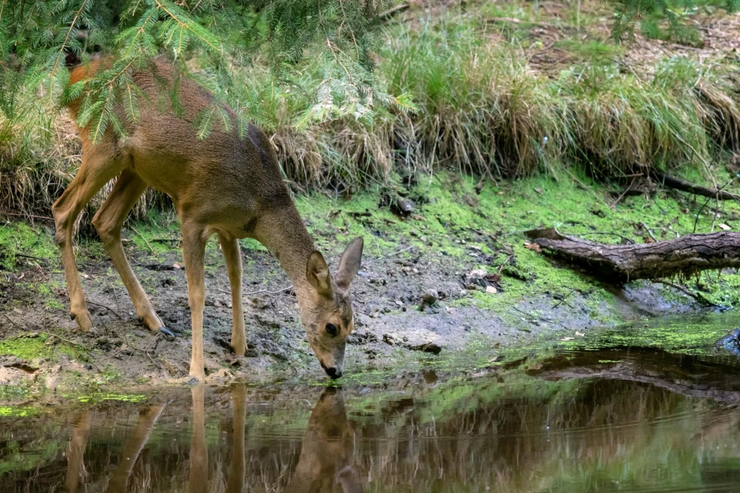 Góry i natura — Sila National Park Kalabria Włochy