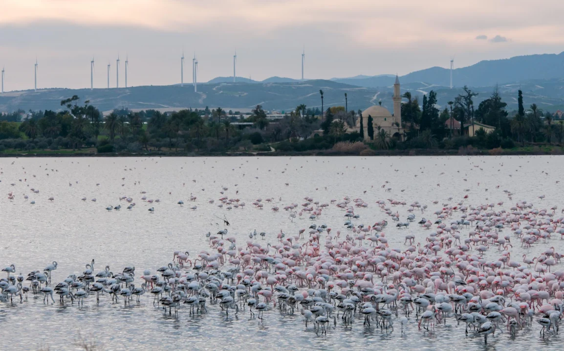 Góry i natura — Słona Jezioro Larnaka Cypr