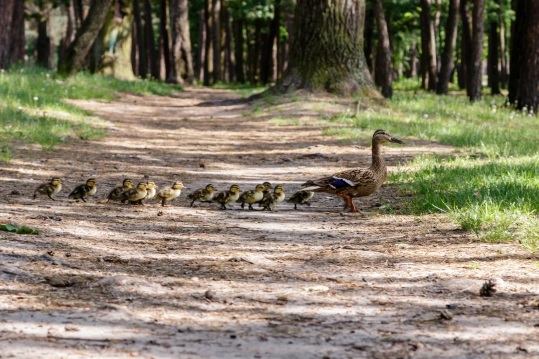 Miasto i architektura — Słone jeziora w Patos Riwiera Albańska Albania