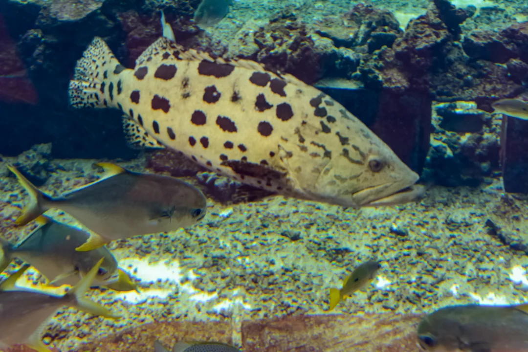 Góry i natura — Stare Miasto Alghero Sardynia Włochy