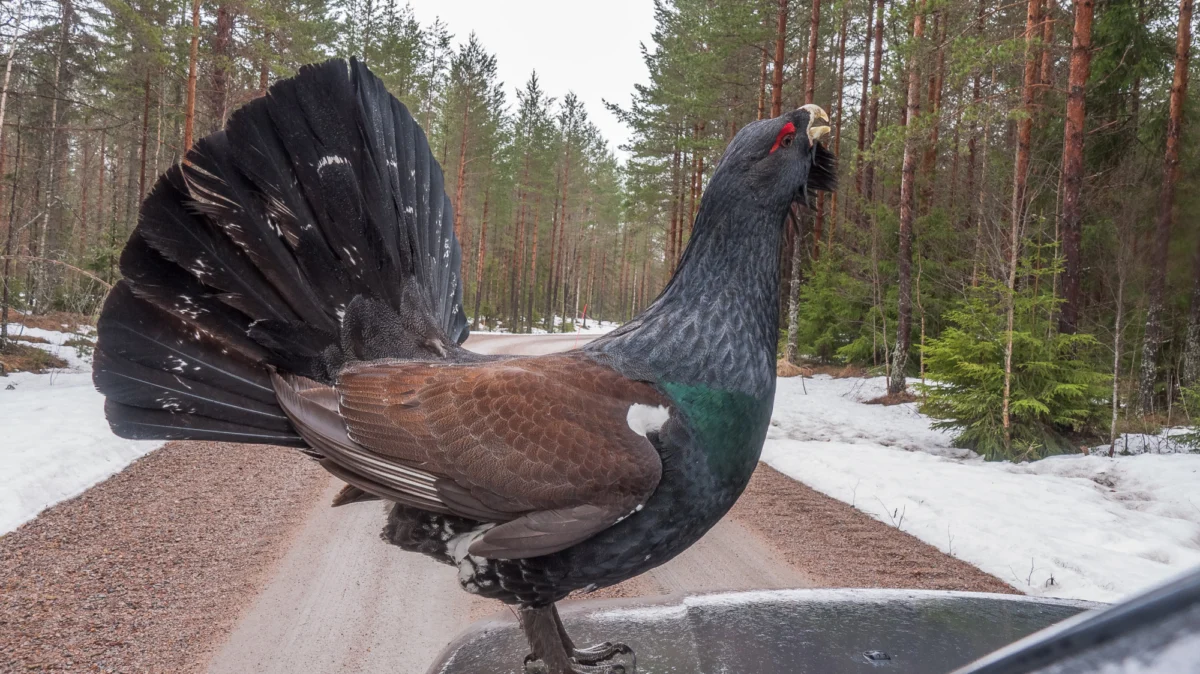 Kurort i widoki — Wigierski Park Narodowy Polesie Polska