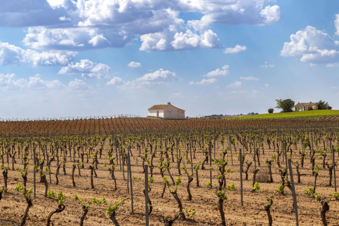 Plaża i wybrzeże — wakacje w Winnice w La Mancha Kastylia - La Mancha Hiszpania