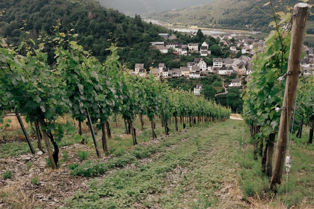 Góry i natura — Wino i lokalne produkty Słoneczny Brzeg Bułgaria