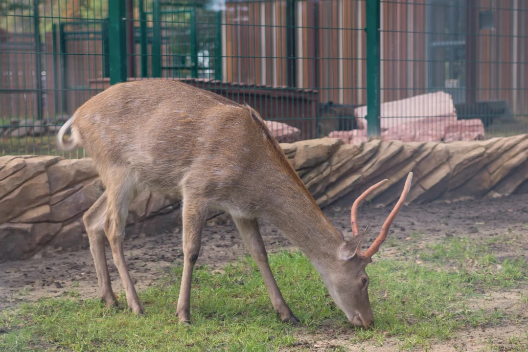 Góry i natura — Wrocławskie zoo Dolny Śląsk Polska