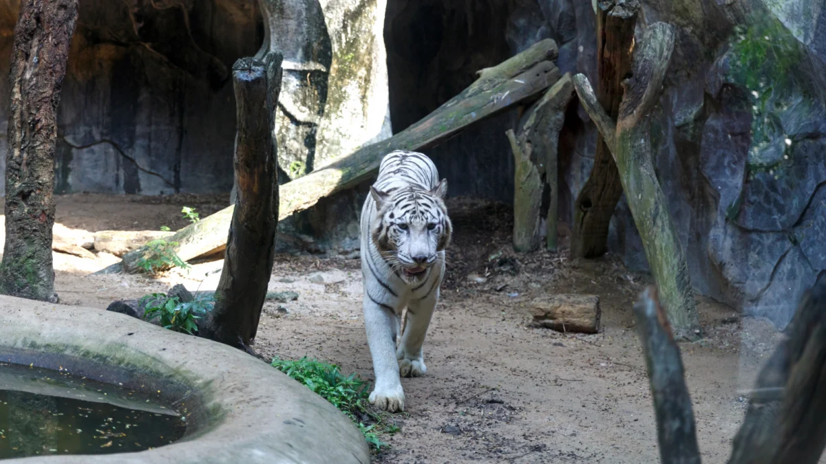 Góry i natura — Wrocławskie ZOO Wrocław Polska