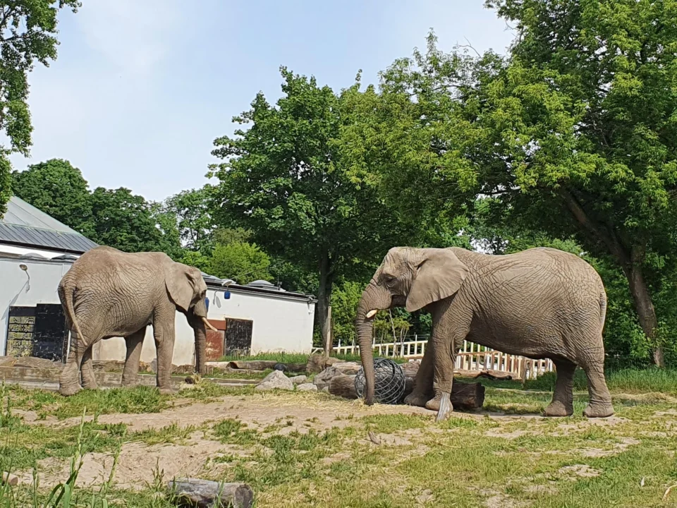 Atrakcje turystyczne — Wrocławskie ZOO Wrocław Polska
