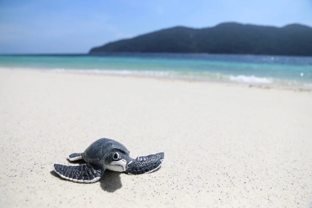 Plaża i wybrzeże — wakacje w Zakynthos Grecja