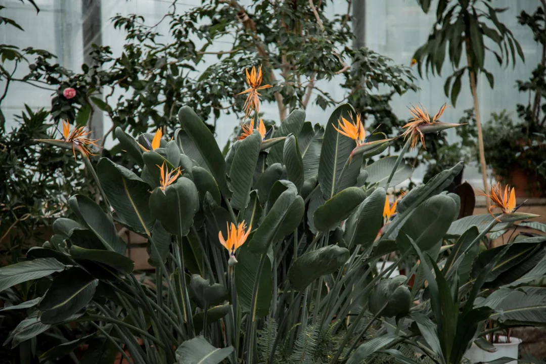 Atrakcje turystyczne — Zielonogórski Ogród Botaniczny Ziemia Lubuska Polska