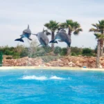 Plaża i wybrzeże — wakacje w Akwarium Limassol Limassol Cypr