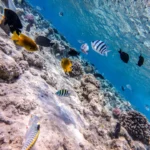 Plaża i wybrzeże — wakacje w Baza nurkowa Dahab Dahab Egipt
