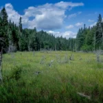 Plaża i wybrzeże — wakacje w Białowieża — Puszcza Białowieska Polska