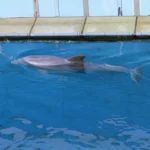 Plaża i wybrzeże — wakacje w Delfinarium w Warnie Złote Piaski Bułgaria