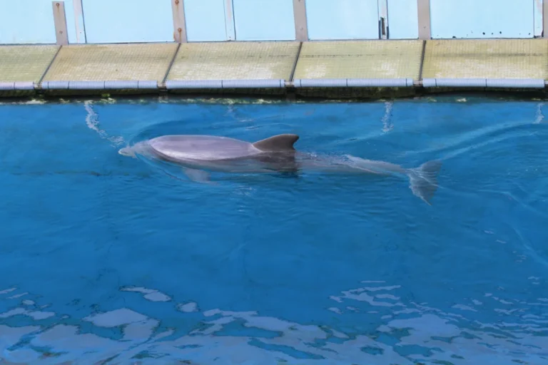Plaża i wybrzeże — wakacje w Delfinarium w Warnie Złote Piaski Bułgaria