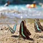 Plaża i wybrzeże — wakacje w Dolina Motyli Naxos Grecja