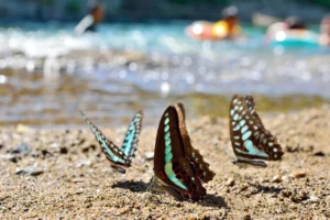 Plaża i wybrzeże — wakacje w Dolina Motyli Naxos Grecja