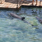 Plaża i wybrzeże — wakacje w Dom Delfinów Marsa Alam Egipt