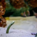 Plaża i wybrzeże — wakacje w Eel Garden Dahab Egipt