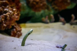 Plaża i wybrzeże — wakacje w Eel Garden Dahab Egipt
