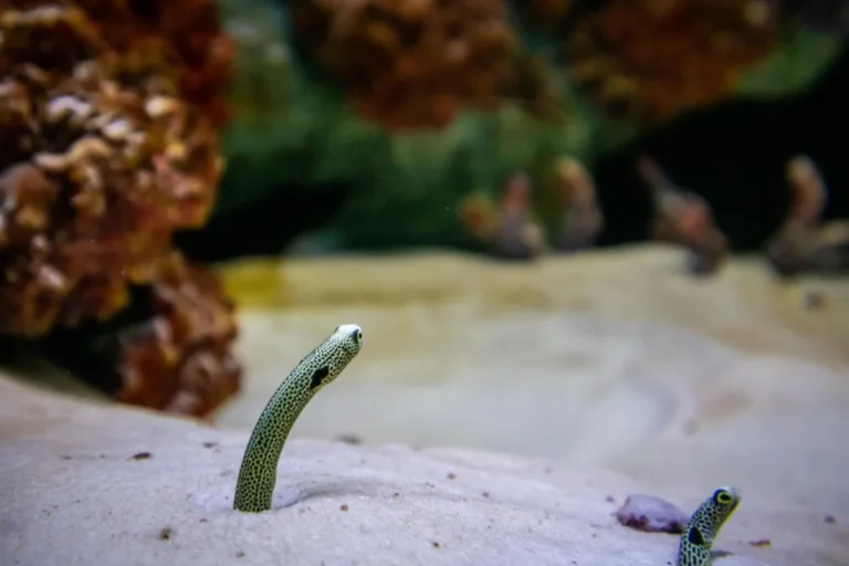 Plaża i wybrzeże — wakacje w Eel Garden Dahab Egipt