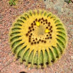 Plaża i wybrzeże — wakacje w Jardín Botánico Canario Gran Canaria Hiszpania