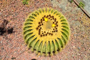 Plaża i wybrzeże — wakacje w Jardín Botánico Canario Gran Canaria Hiszpania