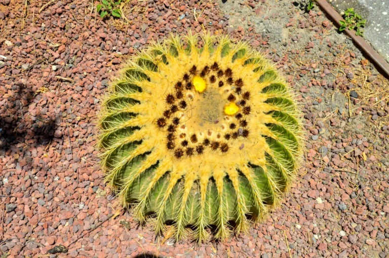 Plaża i wybrzeże — wakacje w Jardín Botánico Canario Gran Canaria Hiszpania