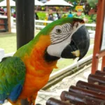Plaża i wybrzeże — wakacje w Loro Parque Teneryfa Hiszpania