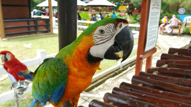 Plaża i wybrzeże — wakacje w Loro Parque Teneryfa Hiszpania