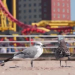 Plaża i wybrzeże — wakacje w Luna Park Słoneczny Brzeg Bułgaria