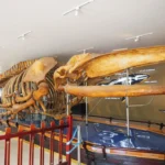 Plaża i wybrzeże — wakacje w Muzeum Historii Naturalnej Panama Północna Hiszpania