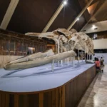Plaża i wybrzeże — wakacje w Muzeum Magurskiego Parku Narodowego Beskid Niski Polska